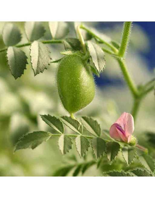 Chickpea, Garbanzo, Cece, Pois Chiche - [ Shop Canadian Seeds Online ]  - Bean/Pea - 