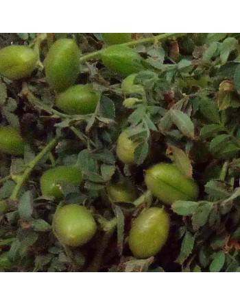 Chickpea, Garbanzo, Cece, Pois Chiche - [ Shop Canadian Seeds Online ]  - Bean/Pea - 
