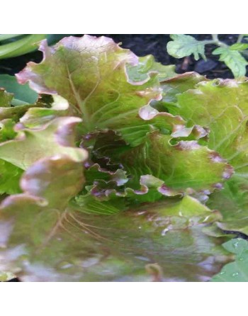 Red Crystal Batavian Lettuce, Crisp Lettuce, Europe & Southeast Asia - [ Shop Canadian Seeds Online ]  - Lettuce - 