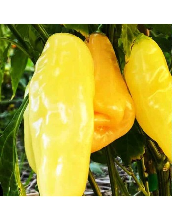 Aji Sugar Rush Peach Pepper, Hot Pepper Seeds - [ Shop Canadian Seeds Online ]  - Pepper Seeds - 