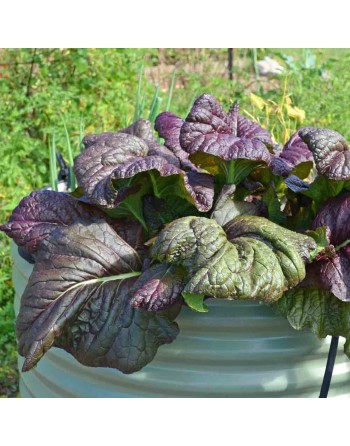Red Giant Mustard Spinach, Giant Red Japanese Mustards - [ Garden Seeds, Seed2Go.ca] - V-RGM - Mustard Greens
