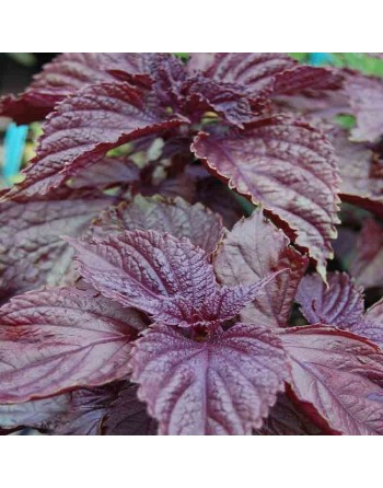 Purple Perilla Shiso Mint, Chinese Mint Basil Seeds - [ Seed2Go.ca ] - [Seed Packets] - Herb Seeds - 