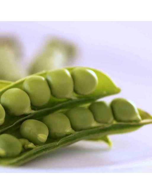 Green Shelling Pea, Early Garden Pea, Belgium - [ Shop Canadian Seeds Online ]  - Bean/Pea - 