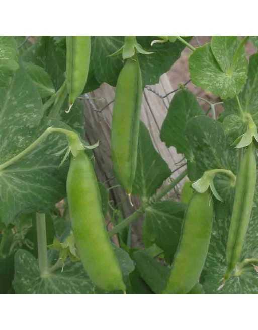 Grundy-Perfect Arrow Green Pea, England - [ Shop Canadian Seeds Online ]  - Bean/Pea - 