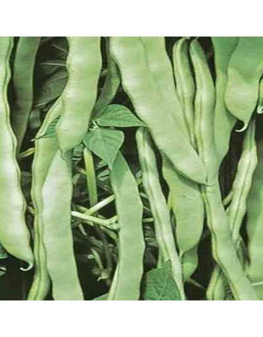 Hilda Romano, Slicing Pole Bean Seeds, Stringless - [ Seed2Go.ca ] - [Seed Packets] - Bean & Pea - 
