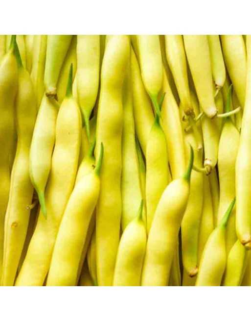 Kentucky Wonder Yellow Pole Bean - [ Seed2Go Canada ] - O1-VB-KTWY - Bean & Pea