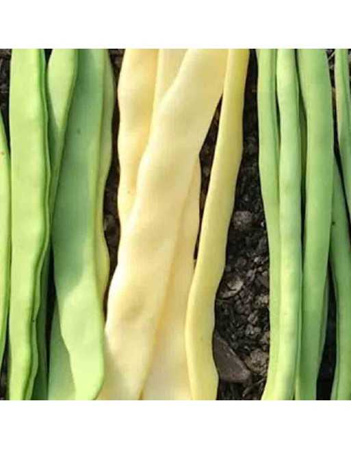 French Goldfield, Yellow Climbing Bean, Pole Bean - [ Seed2Go Canada ] - DW1-VB-GFB - Bean & Pea