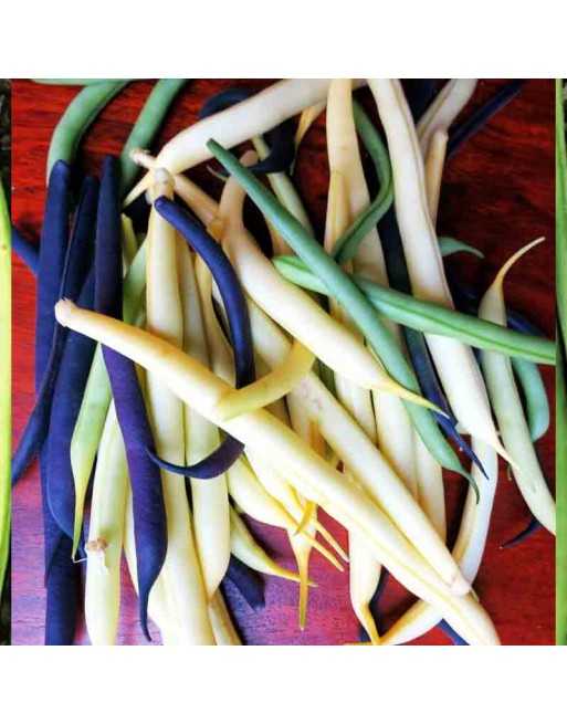 Yellow Bush Bean, High Yielding, Improved - [ Seed2Go Canada ] - DW2-VB-YBB - Bush Beans