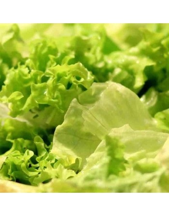 Australian Yellow Leaf Lettuce, Yellowleaf, Looseleaf, Slow Bolt - [ Shop Canadian Seeds Online ]  - Lettuce - 