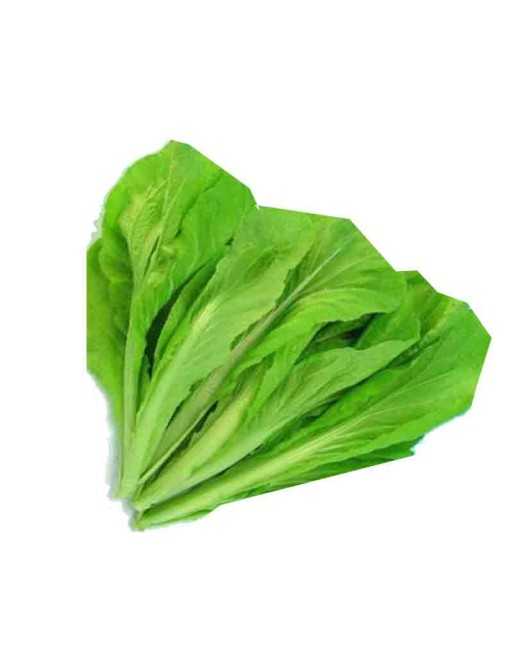 Fun Jen-Pai Tsai Chinese Cabbage, Taiwan Mustard, Wong Bok Fun Jen, Frilly Leaf Bok choy - [ Seed2Go.ca ] - [Seed Packets] - Veg