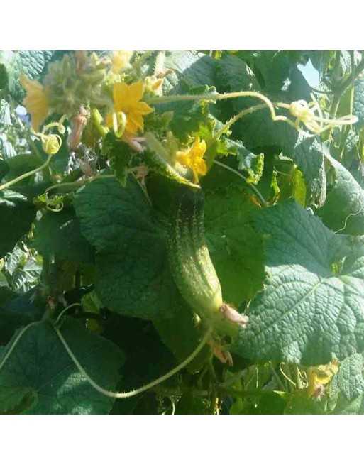No.1 Pickling Cucumber, Wisconsin SMR 58, Cucumber, Garden Pickle - [ Shop Canadian Seeds Online ]  - Cucumber - 