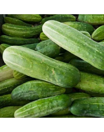 Famous Straight Eight Cucumber Seeds, North America, Cucumber Straight-8 - [ Shop Canadian Seeds Online ]  - Cucumber - 