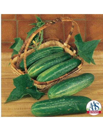 Famous Straight Eight Cucumber Seeds, North America, Cucumber Straight-8 - [ Shop Canadian Seeds Online ]  - Cucumber - 