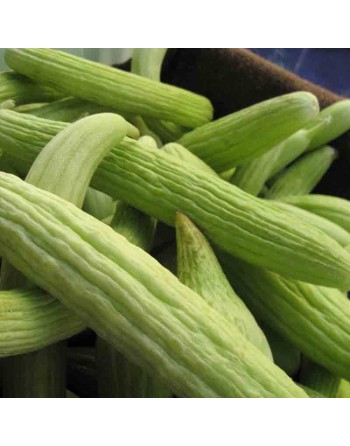 Armenian Pickling, Long Cucumber Seeds - [ Shop Canadian Seeds Online ]  - Cucumber - 