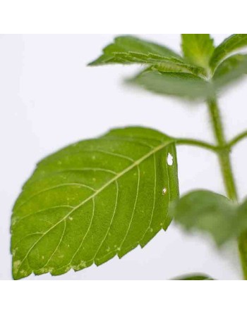 Holy Basil, Tulsi Basil, India Basil Seeds, Ocimum Tenuiflorum - [ Seed2Go.ca ] - [Seed Packets] - Herb Seeds - 