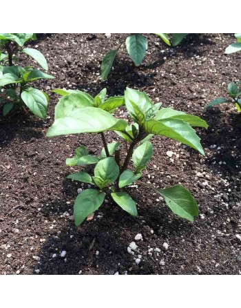 Cinnamon Basil, Mexican Spice Basil, Basil Seeds - [ Seed2Go.ca ] - [Seed Packets] - Herb Seeds - 