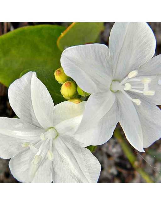 Morning Glory White - [ Seed2Go Canada ] - VF-MGW - Flower Seed