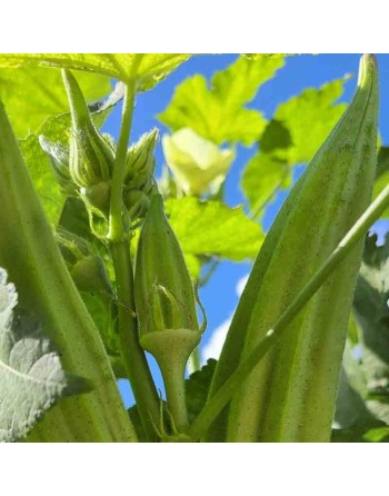 Clemson Spineless Okra Seeds, Bhindi, Bamia, Gumbo, Africa - [ Shop Canadian Seeds Online ]  - Okra - 