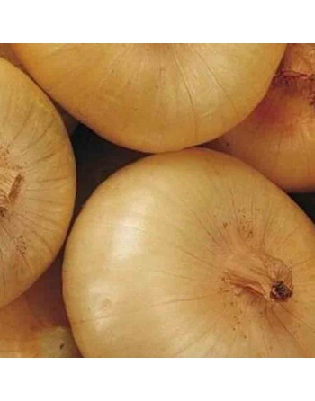 Onion Borettana Of Parma, Italy, Cipolline Flat Onion Seeds - [ Shop Canadian Seeds Online ]  - Onion - 