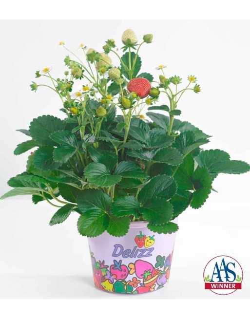 Strawberry Delizz® F1 - [ Shop Canadian Seeds Online ]  - Strawberry - 