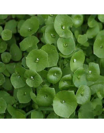 Claytonia Miners Lettuce, Salad Green, Winter Purslane - [ Seed2Go.ca ] - [Seed Packets] - Mustard & Greens - 