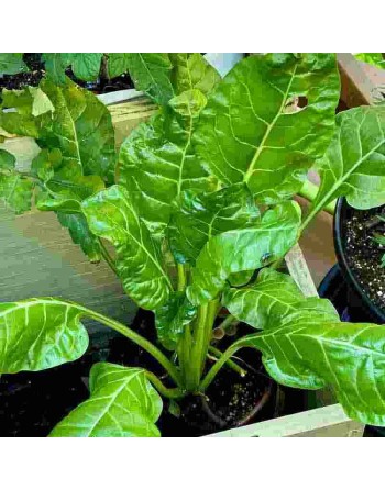 Perpetual Spinach / Erbette, Swiss Chard, Large Leaf Smooth, Dutch Variety - [ Shop Canadian Seeds Online ]  - Swiss Chard - 