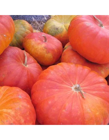Cinderella Pumpkin Seeds, Rouge Vif d'Etampes, Decorative Winter Squash, France Origin - [ Shop Canadian Seeds Online ]  - Pumpk