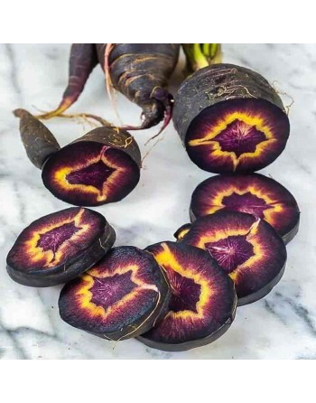 Zardak-e-Sia Daucus Carota. Black Carrot, Turkey Carrot Seeds - [ Shop Canadian Seeds Online ]  - Carrot - 