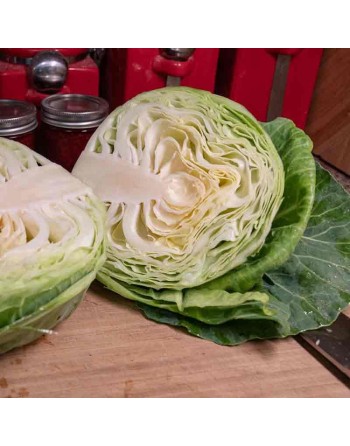 Golden Acre Cabbage, Coleslaw or Stir-Fry Cabbage Seeds, North American - [ Shop Canadian Seeds Online ]  - Cabbage - 