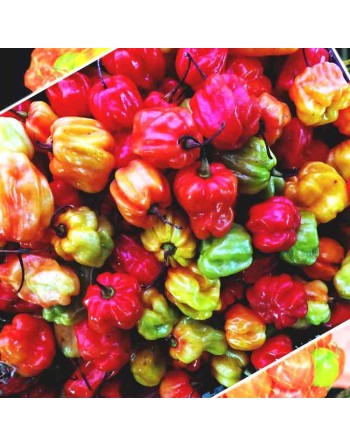 Scotch Bonnet Pepper Mix: Yellow, Red, Chocolate, Orange - [ Shop Canadian Seeds Online ]  - Pepper Seeds - 