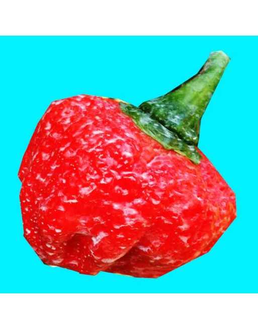 Trinidad Moruga Scorpion Hot Pepper, Trinidad and Tobago - [ Seed2Go Canada ] - BT5-V-TMPS - Pepper Seeds