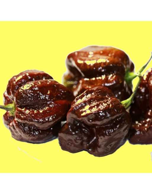 Scorpion Trinidad Chocolate Moruga, Trinidad & Tobago  Pepper Seeds - [ Shop Canadian Seeds Online ]  - Pepper Seeds - 