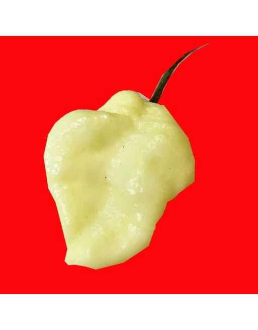White Trinidad Moruga Scorpion Hot Pepper, Trinidad and Tobago,  Pepper Seeds - [ Seed2Go.ca ] - [Seed Packets] - Pepper Seeds -
