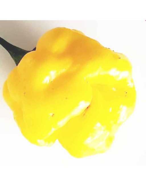 Yellow Scorpion Moruga Hot Pepper, Trinidad and Tobago  Pepper Seeds - [ Seed2Go.ca ] - [Seed Packets] - Pepper Seeds - 