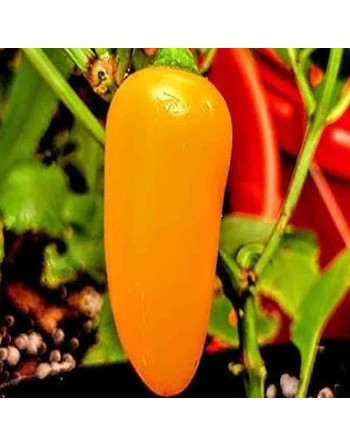 Pumpkin Spice Jalapeño, Orange Jalapeno - [ Seed2Go.ca ] - [Seed Packets] - Pepper Seeds - 