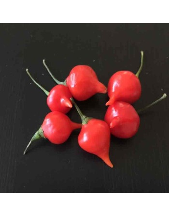 Biquinho Red Pepper, Brazil, Pepper Seeds - [ Shop Canadian Seeds Online ]  - Pepper Seeds - 
