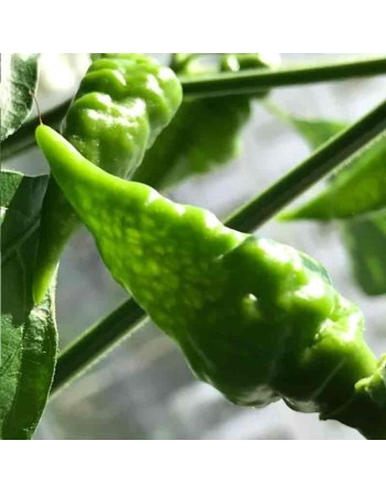 Fruity Vulcano Paprika Chili Habanero, Hot Pepper Seeds - [ Shop Canadian Seeds Online ]  - Pepper Seeds - 