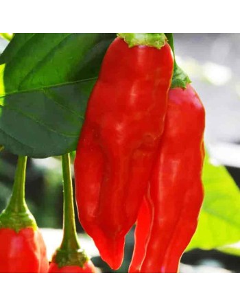 Aji Rico F1, AAS Winner, Low Mild Pepper Seeds, Paprika Pepper Seeds - [ Shop Canadian Seeds Online ]  - Pepper Seeds - 