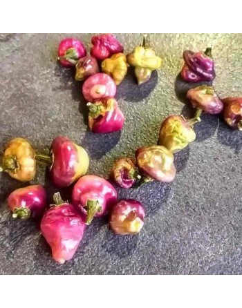 Cheiro Roxa Séché Brazilian Hot Pepper, South American  Pepper Seeds - [ Shop Canadian Seeds Online ]  - Pepper Seeds - 