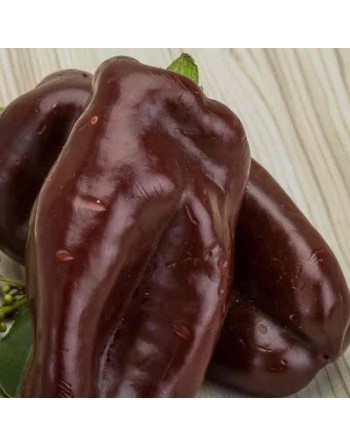 D'asti Chocolate Beauty Bell Pepper, Elongated Sweet Pepper Seeds - [ Shop Canadian Seeds Online ]  - Pepper Seeds - 