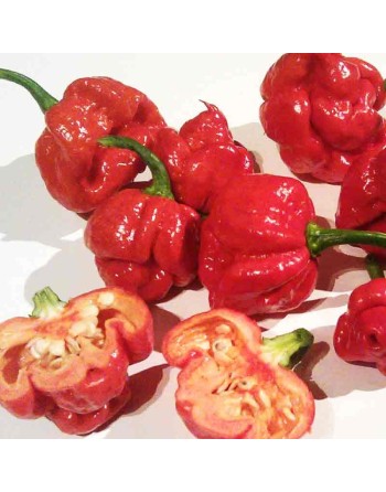 Trinidad Moruga Scorpion Hot Pepper, Trinidad and Tobago - [ Seed2Go Canada ] - BT5-V-TMPS - Pepper Seeds