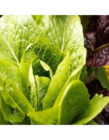 Organic Mezquite Green Romaine Lettuce Seeds, Semi-Savoy - [ Shop Canadian Seeds Online ]  - Lettuce - 