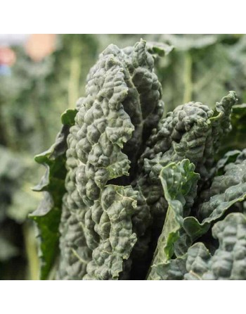 Nero Di Toscana Italian Dinosaur Kale, Lacinato Kale, Heirloom Kale Seeds - [ Shop Canadian Seeds Online ]  - Kale - 