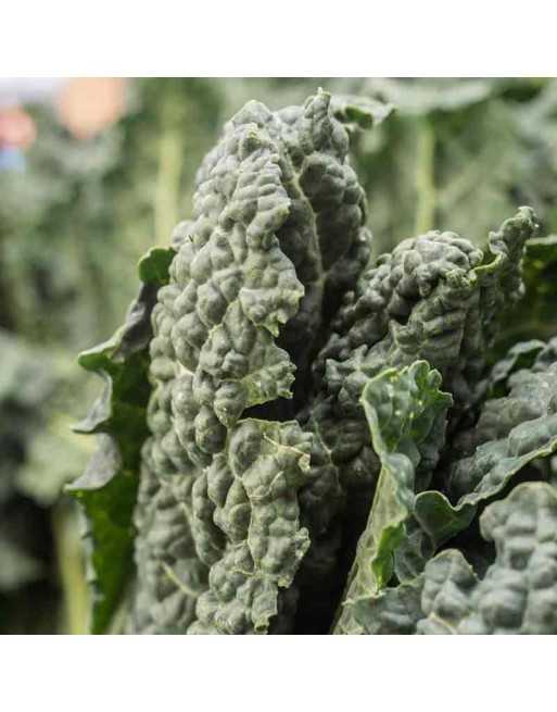 Nero Di Toscana Italian Dinosaur Kale, Lacinato Kale, Heirloom Kale - [ Seed2Go Canada ] - DW1-VG-LCK - Kale