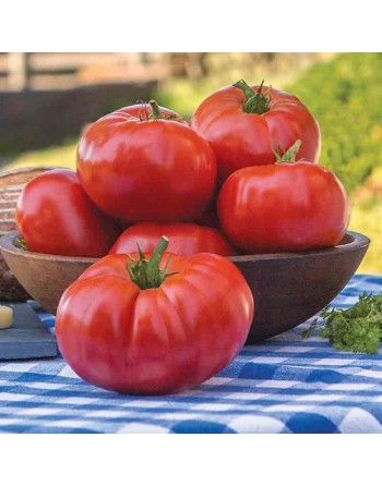 Super Marmande French Beefsteak Tomato Seeds - [ Shop Canadian Seeds Online ]  - Tomato Seeds - 
