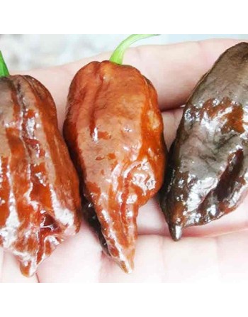 Naga Morich Cappuccino Pepper, Trinidad and Tobago, Super Hot Pepper Seeds - [ Shop Canadian Seeds Online ]  - Pepper Seeds - 
