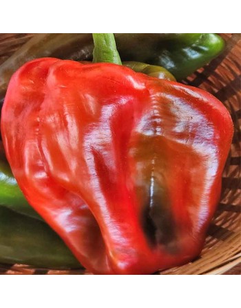 Big Red, Bell Pepper, Sweet Pepper Seeds, South American - [ Shop Canadian Seeds Online ]  - Pepper Seeds - 