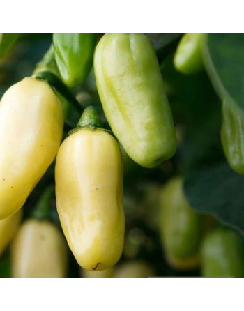 Habanero White Peruvian Lightning Pepper Seeds - [ Shop Canadian Seeds Online ]  - Pepper Seeds - 