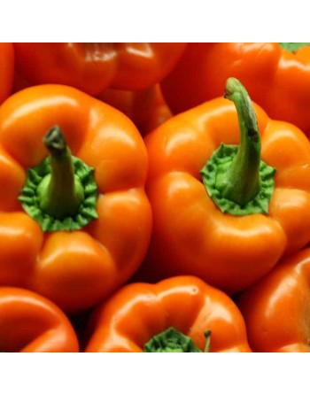 Orange King, Bell Pepper, Sweet Pepper Seeds - [ Seed2Go.ca ] - [Seed Packets] - Pepper Seeds - 