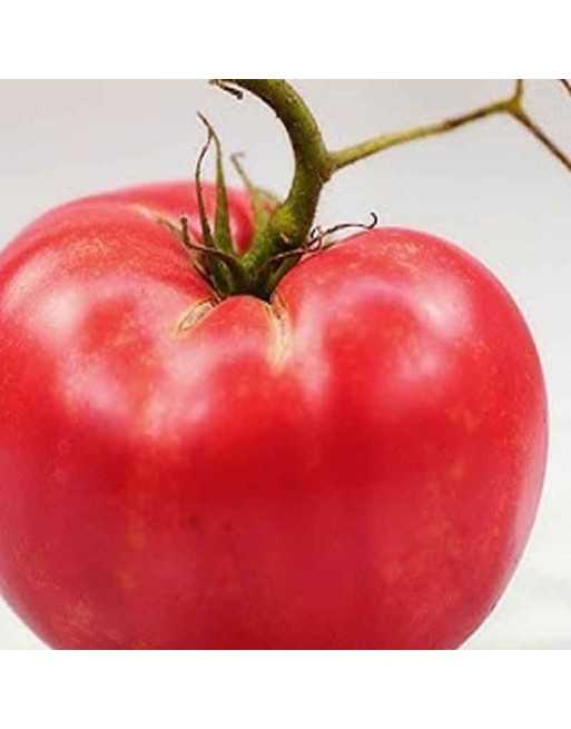 Pink Ponderosa Tomato, Slicer/Canning, Beefsteak Tomato Seeds - [ Seed2Go.ca ] - [Seed Packets] - Tomato Seeds - 
